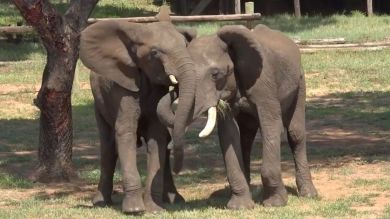 Zimbabué vai sacrificar 200 elefantes para alimentar população