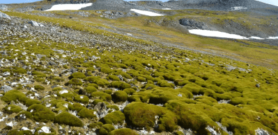 Antártida verde: imagens de satélite mostram efeitos do aquecimento