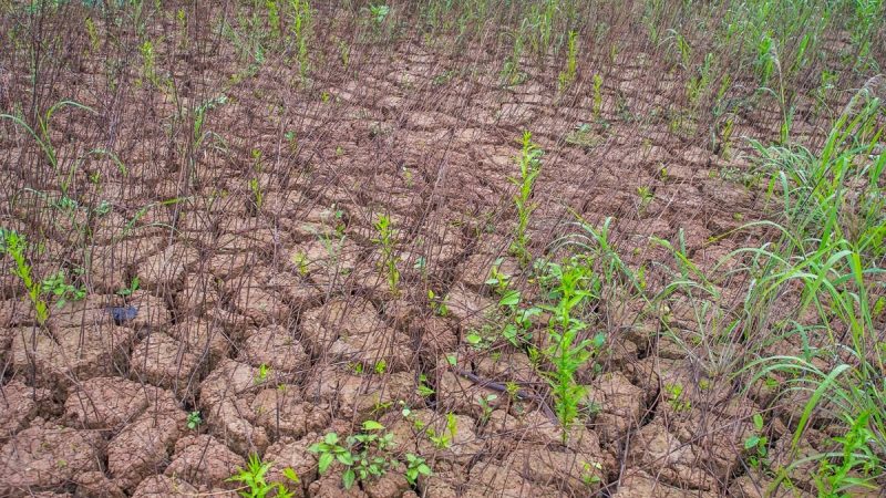 SECA DESTE ANO FOI MAIS INTENSA NO NORDESTE, REVELA AGÊNCIA