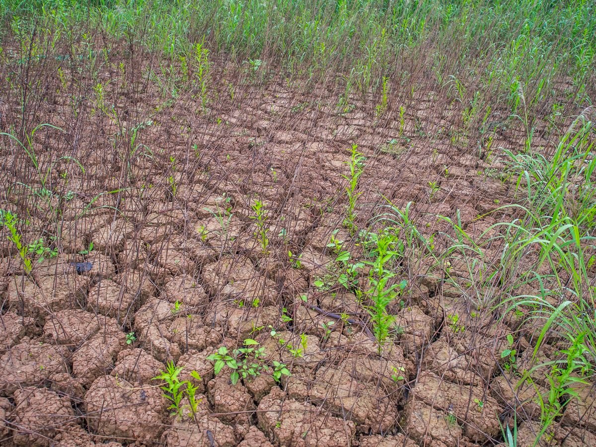 SECA DESTE ANO FOI MAIS INTENSA NO NORDESTE, REVELA AGÊNCIA