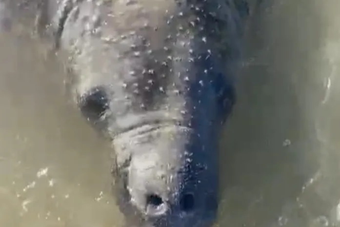 Peixe-boi reaparece no Pontal do Peba e interação com banhistas acende alerta