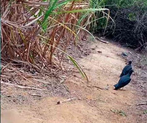 Ossos humanos são encontrados em canavial na região norte
