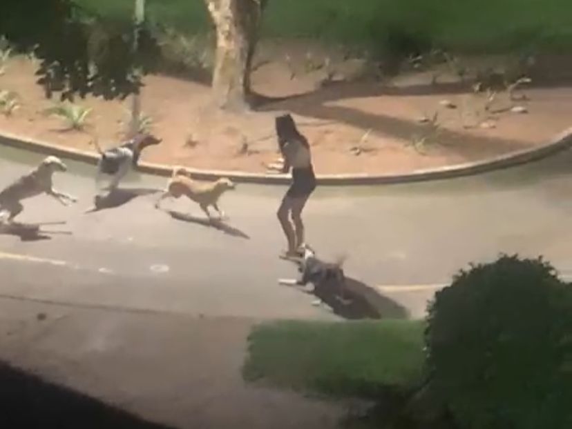 Jovem é atacada por cães de rua durante a madrugada em parque de Arapiraca