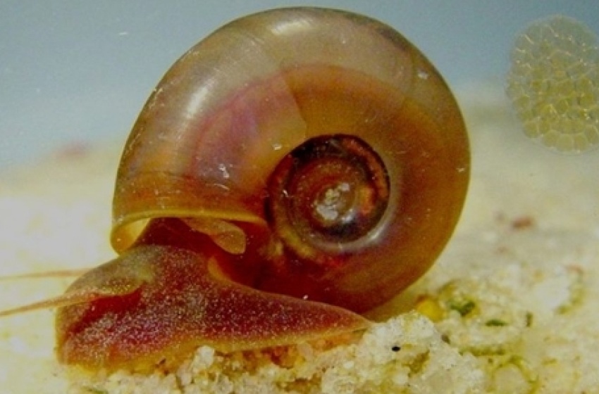 Saúde orienta sobre prevenção, diagnóstico e tratamento da Esquistossomose